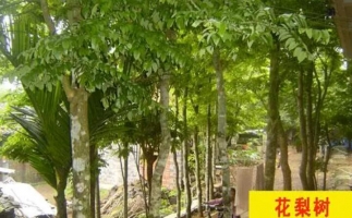 紅花梨下腳料千萬別再丟了，都是寶啊